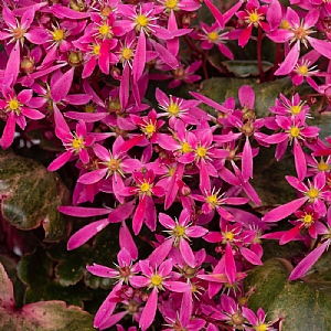 Saxifraga 'Dancing Pixies Twinkie'