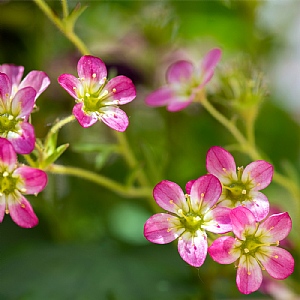 Saxifraga x arendsii 'Touran Pink'