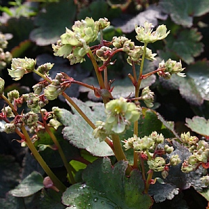 Saxifraga 'Dancing Pixies Tiana'