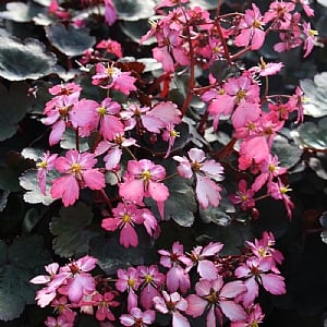 Saxifraga 'Dancing Pixies Toni'