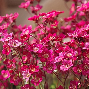 Saxifrage 'Touran Deep Red'