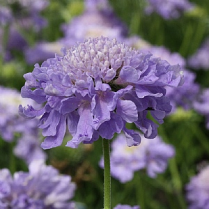 Scabiosa columbaria 'Blue Note'