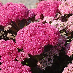 Sedum 'Birthday Party'