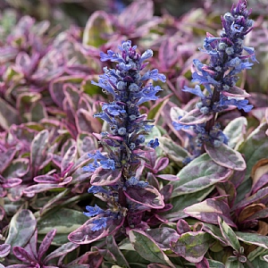 Ajuga tenorei 'Princess Nadia'
