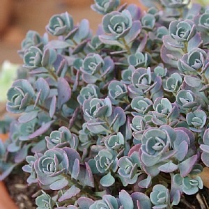 Sedum spectabile 'Rocky'