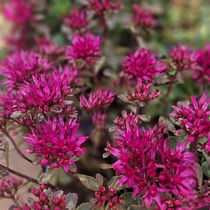 Sedum spurium 'Spot On Deep Rose'