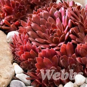 Sempervivum arachnoideum 'Corel Red'