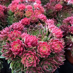 Sempervivum 'Ruby Lime'