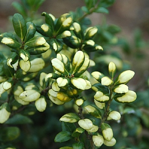 Ilex crenata 'Convexed Gold'