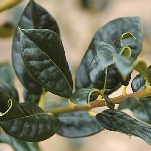 Ilex aquifolium 'J C Van Tol'