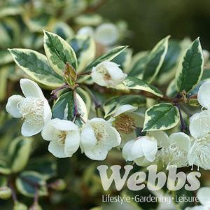 Luma apiculata 'Glanleam Gold'