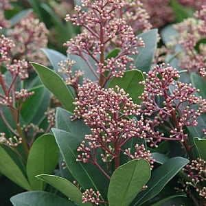 Skimmia japonica 'Rubella'