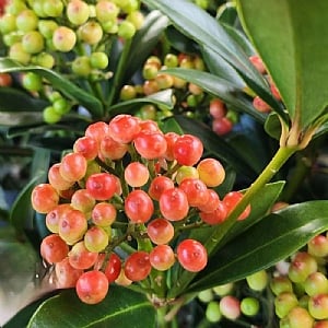 Skimmia japonica 'Pabella'