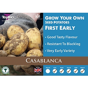 Casablanca (First Early) Seed Potatoes