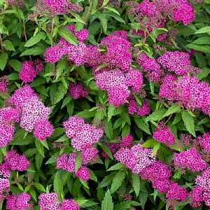 Spiraea 'Japonica Shirobana'