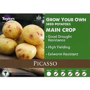 Picasso (Main Crop) Seed Potatoes