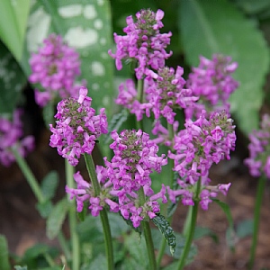 Stachys officinalis 'Ukkie'