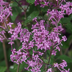 Syringa 'Bloomerang Dark Purple'