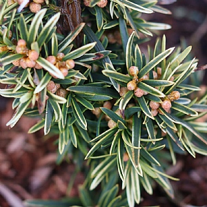 Taxus baccata 'David'