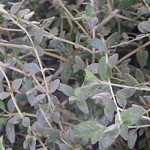 Teucrium fruticans