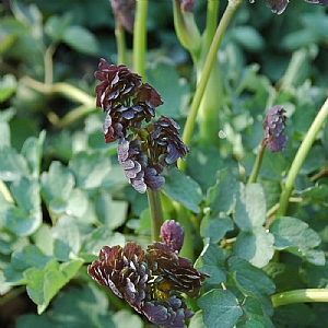 Thalictrum 'Elin'