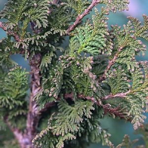 Thuja occidentalis 'Brobecks Tower'