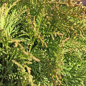 Thuja occidentalis 'Danica'