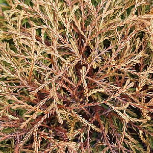 Thuja occidentalis 'Golden Tuffet'