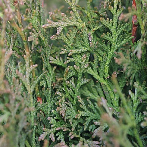 Thuja occidentalis 'Hurricane'