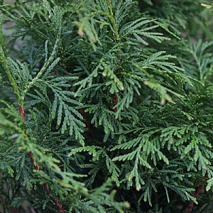 Thuja occidentalis 'Stolwijk'