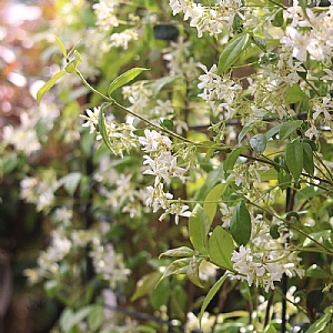 Trachelospermum 'Star Jasmine'