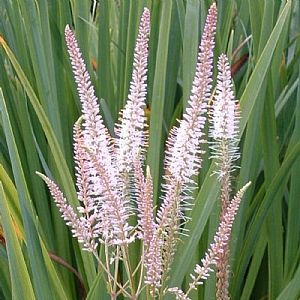 Veronicastrum virginicum 'Pink Glow'