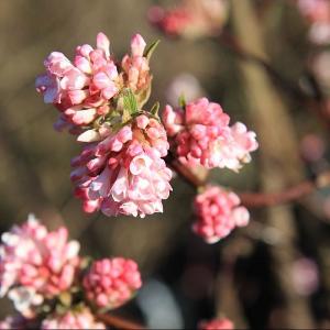 Viburnum x bodnantse 'Dawn'