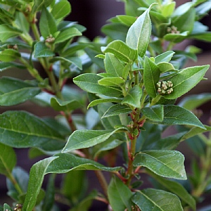 Viburnum tinus 'Giganteum'
