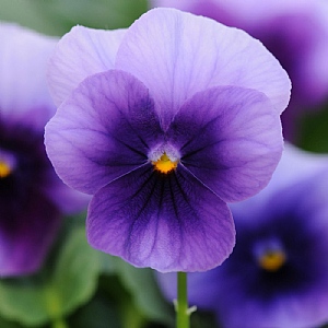 Viola 'Beaconsfield'