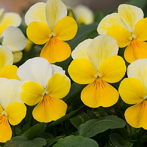 Viola 'Mystical Banana Cream'