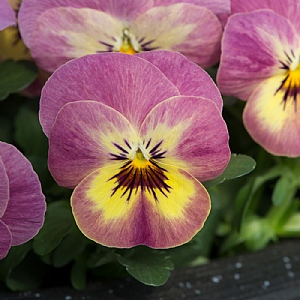 Viola 'Mystical Pineapple Crush'