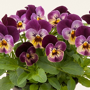 Viola 'Raspberry Joker'