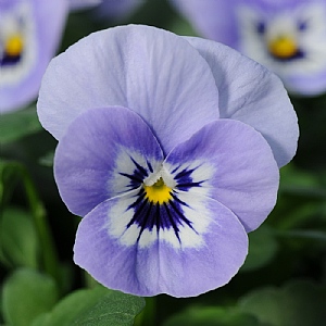 Viola Sorbet 'Marina'