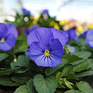 Viola Sorbet 'True Blue'