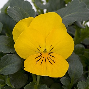 Viola Sorbet 'Yellow'