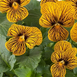 Viola 'Tiger Eye' 6 pack